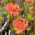 Azalka veľkokvetá (Azalea Mollis) ´GENA MAE´ - výška 50-80 cm, kont. C3L